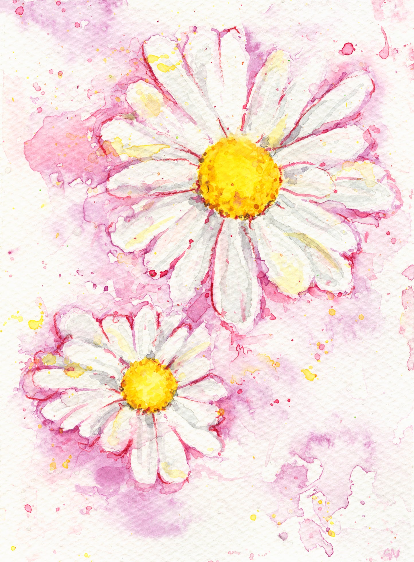 Watercolour - Daisy in Pink