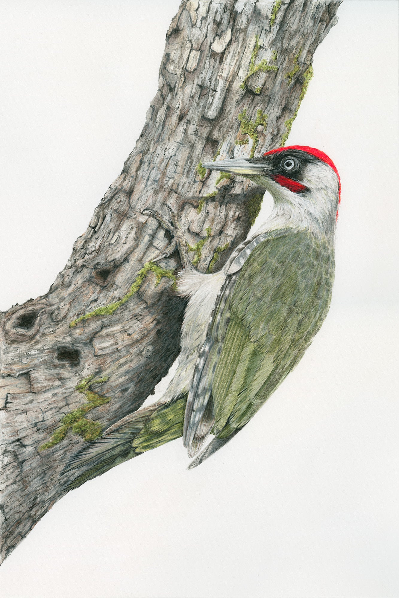 Original Pencil Drawing - Mr Vert - The Green Woodpecker