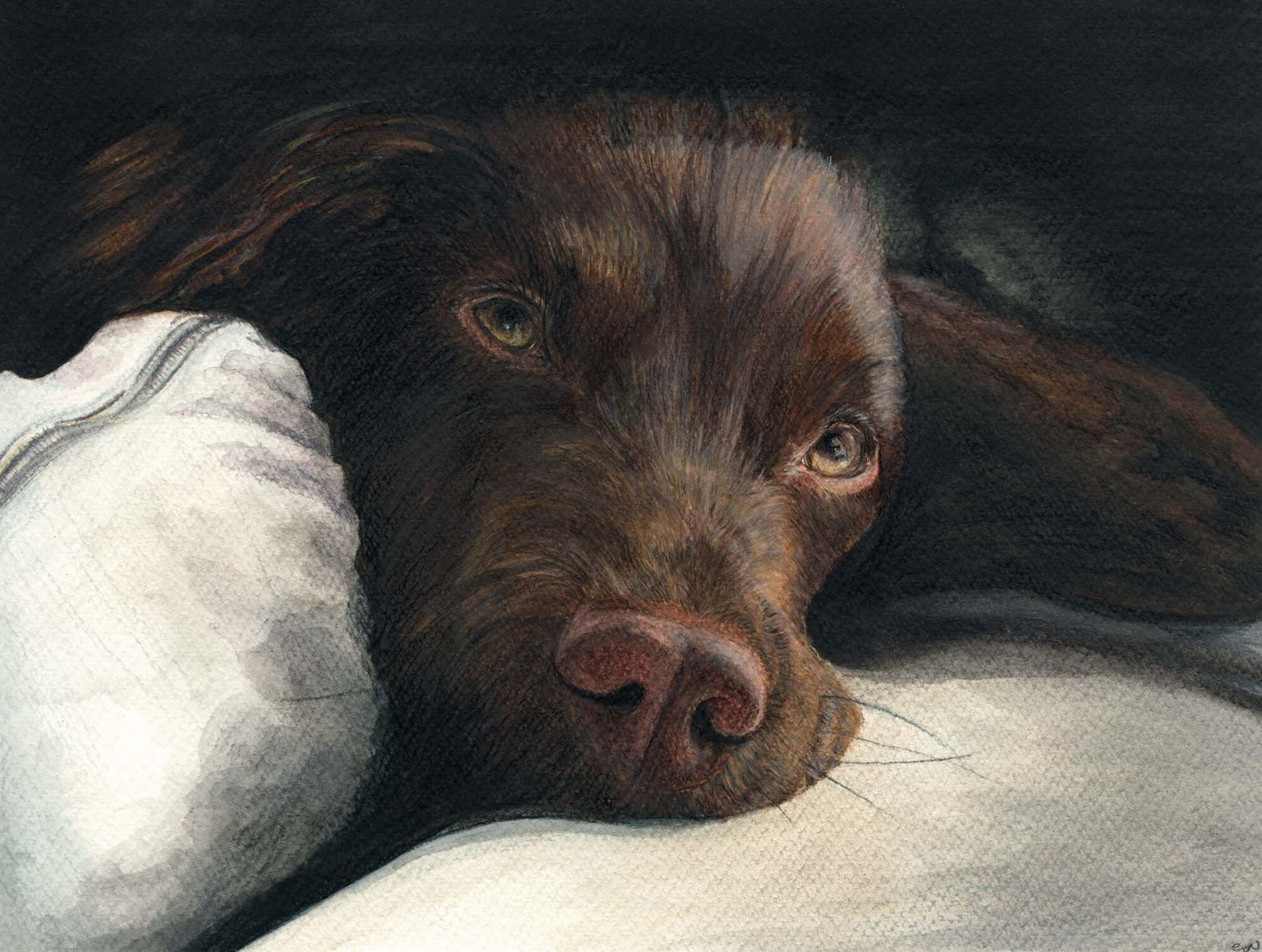 Dogs - Chocolate Spaniel Portrait
