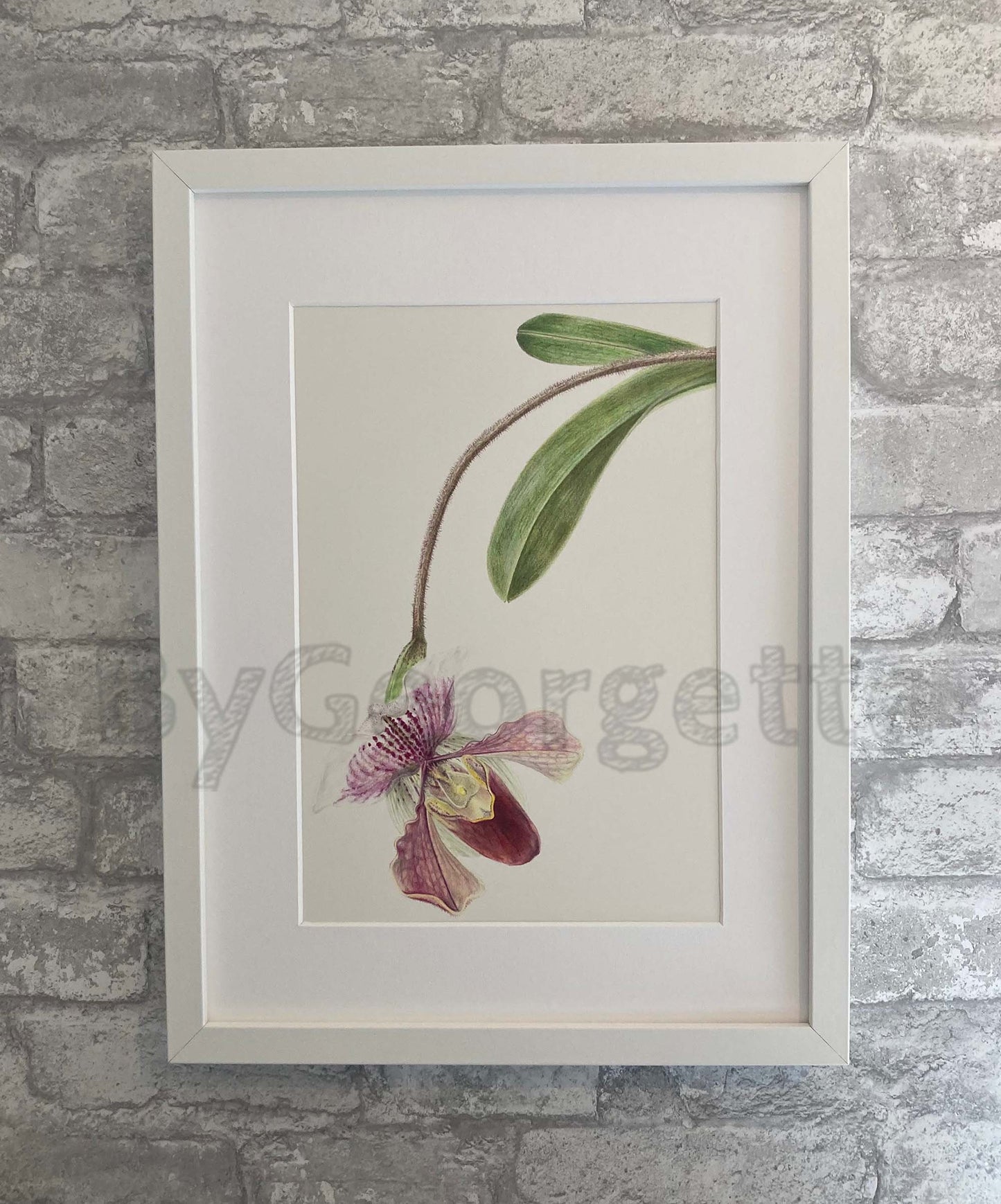 Flaura - Pinky - The Paphiopedilum Print