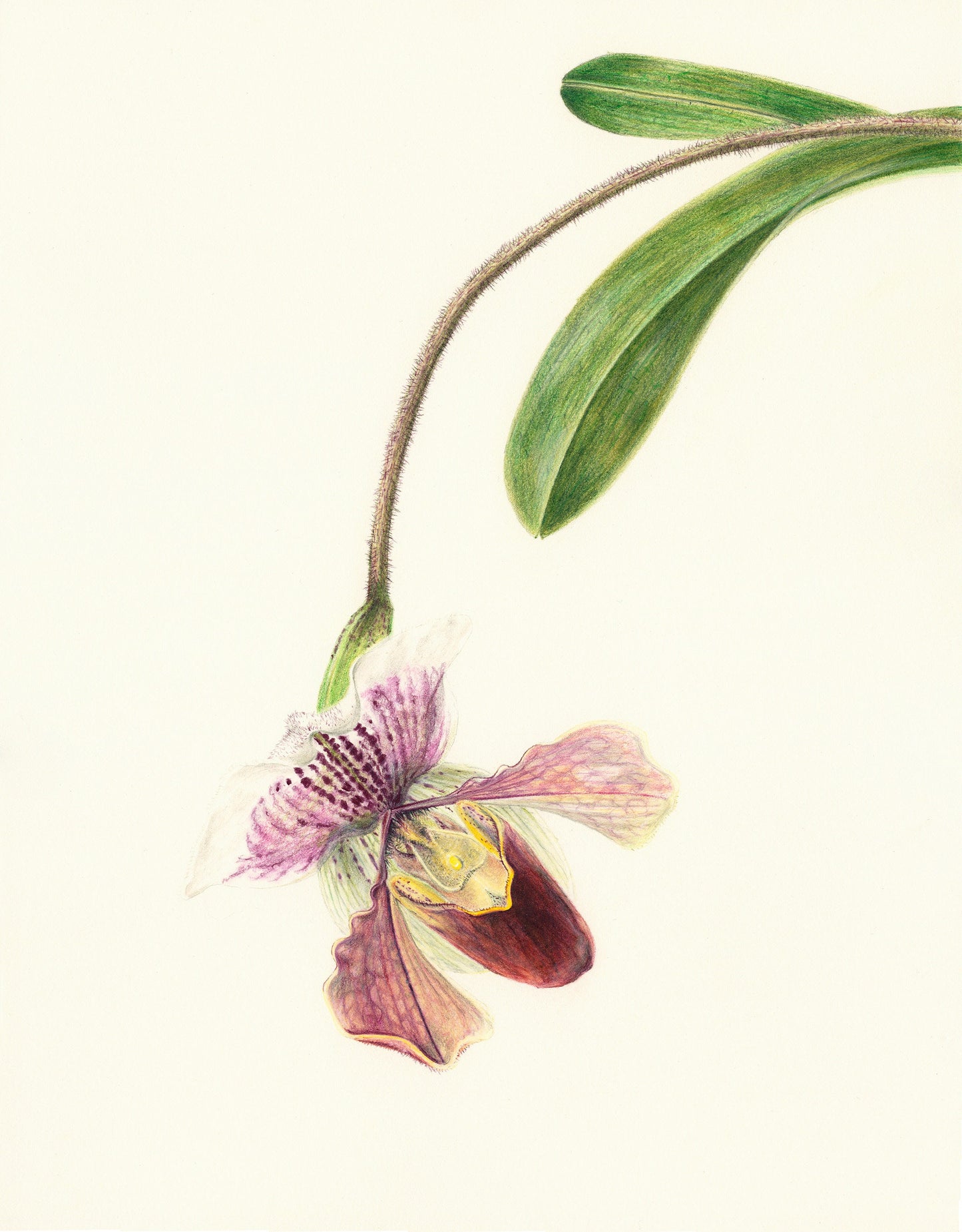 Flaura - Pinky - The Paphiopedilum Print