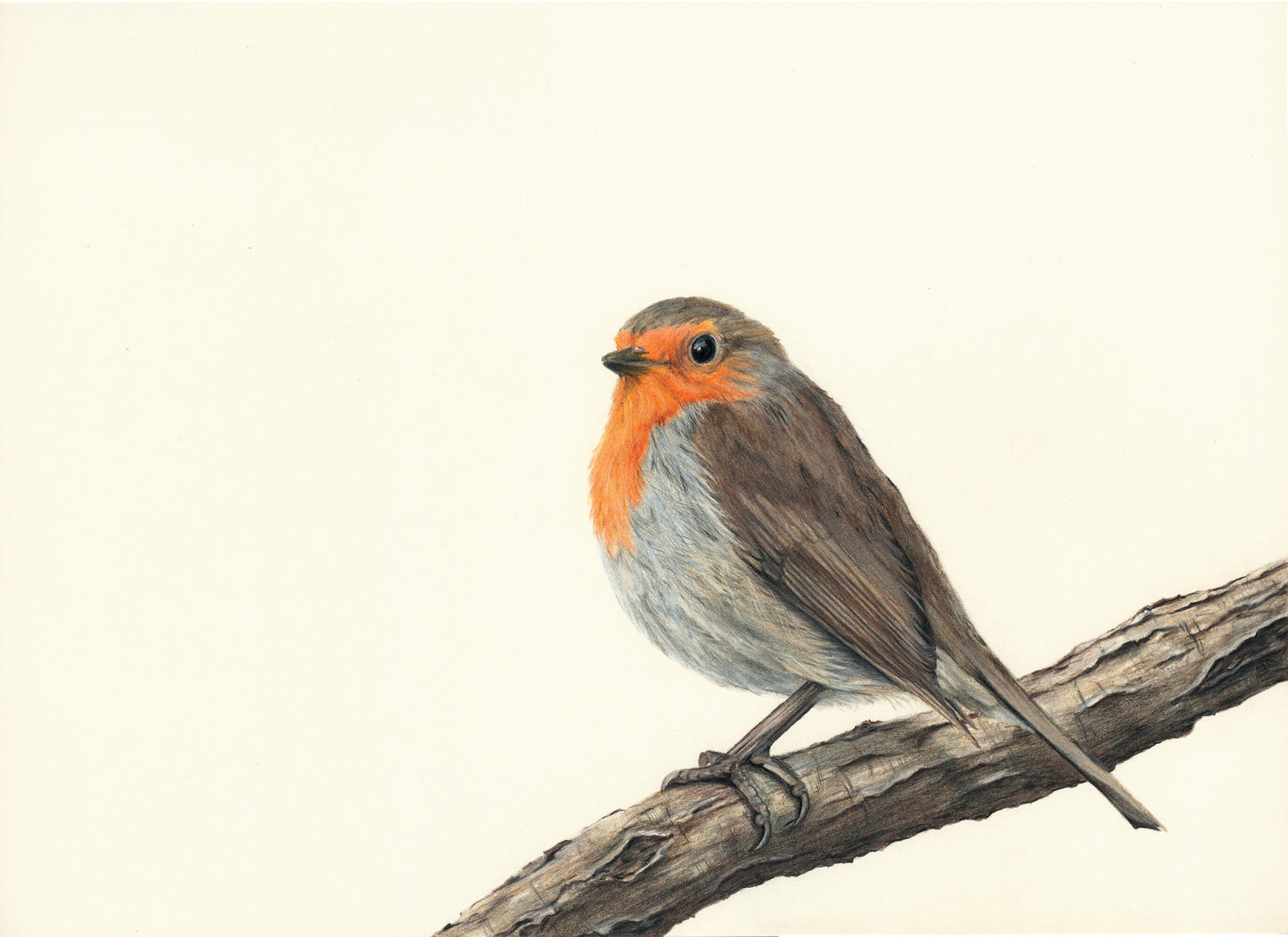 Birds - Red - Red Robin Print