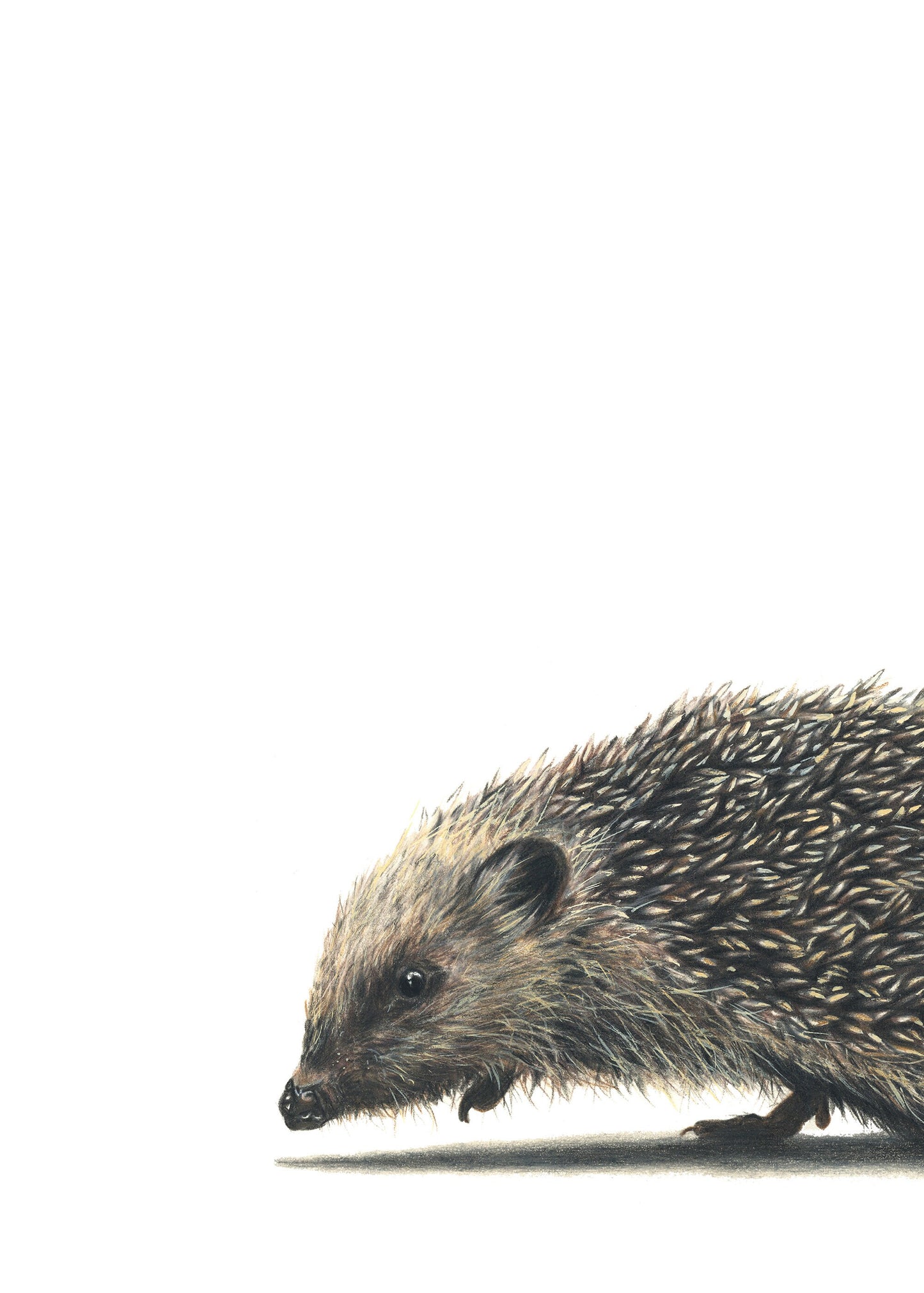 Cards - Original Animal Art Blank Card & Envelope