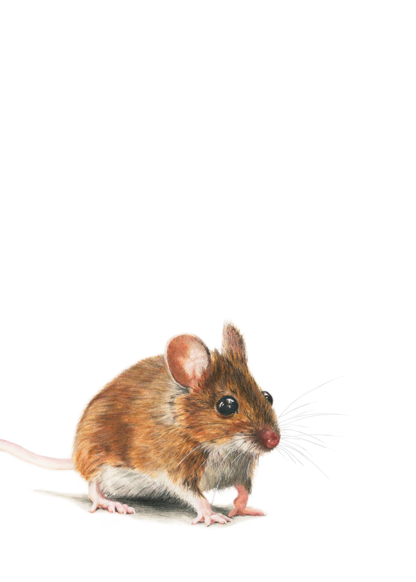 Cards - Original Animal Art Blank Card & Envelope