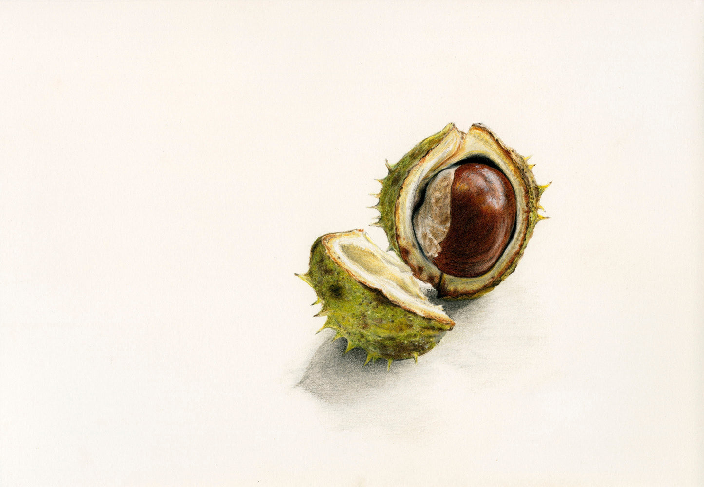 Flora - Hero - The Conker Print