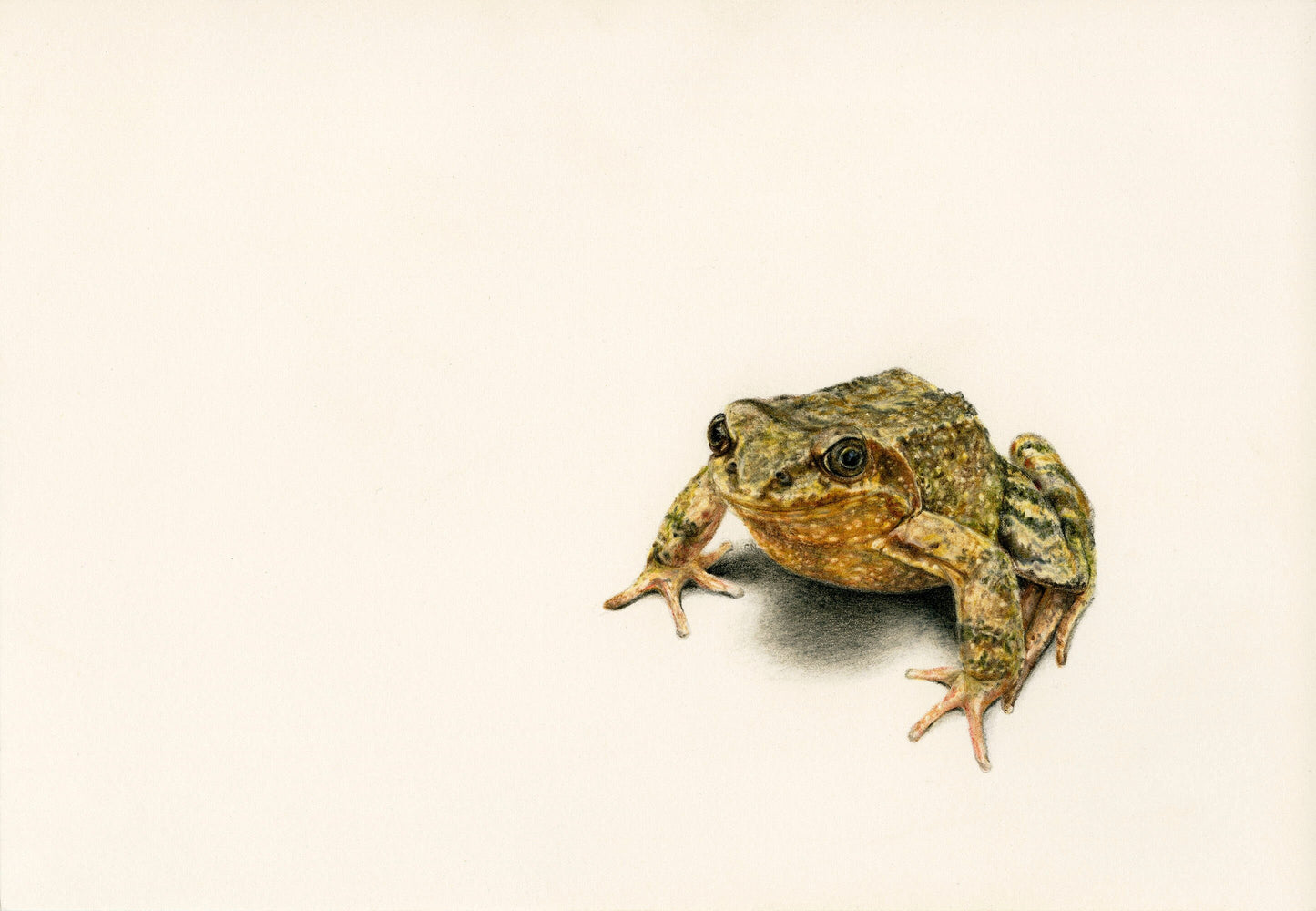 Animals - Jeremy - The Frog Print