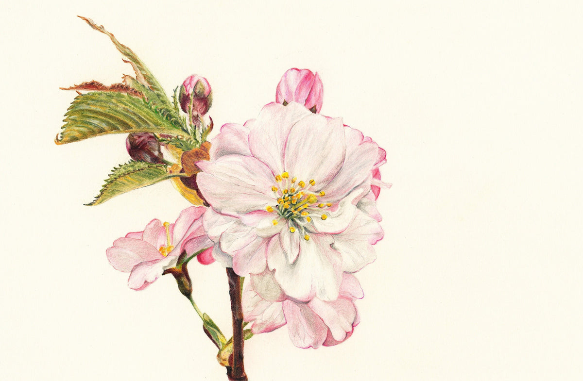 Flora - Dreamy - Apple Blossom Print