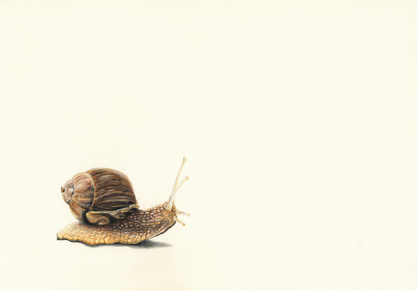 Animals - Brian - Snail Print