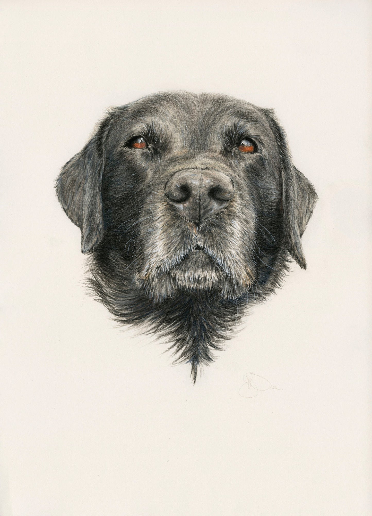 Dogs - Noir Black Labrador Portrait Print