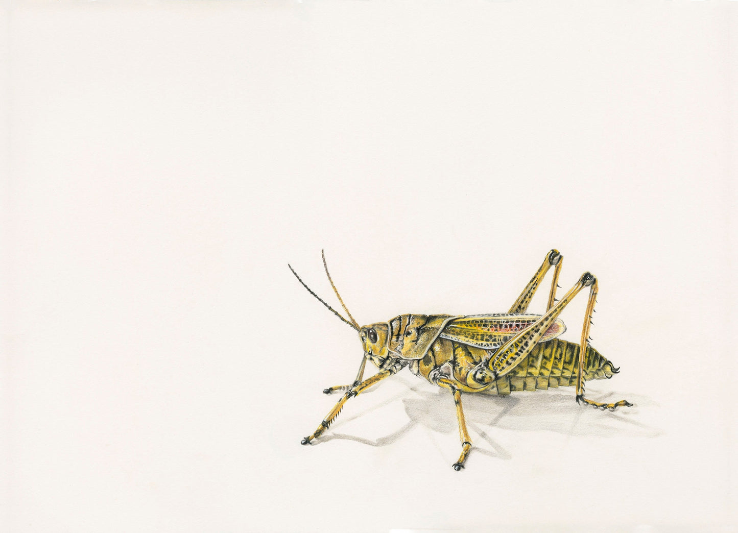 Animals - Larry - The Locust Print