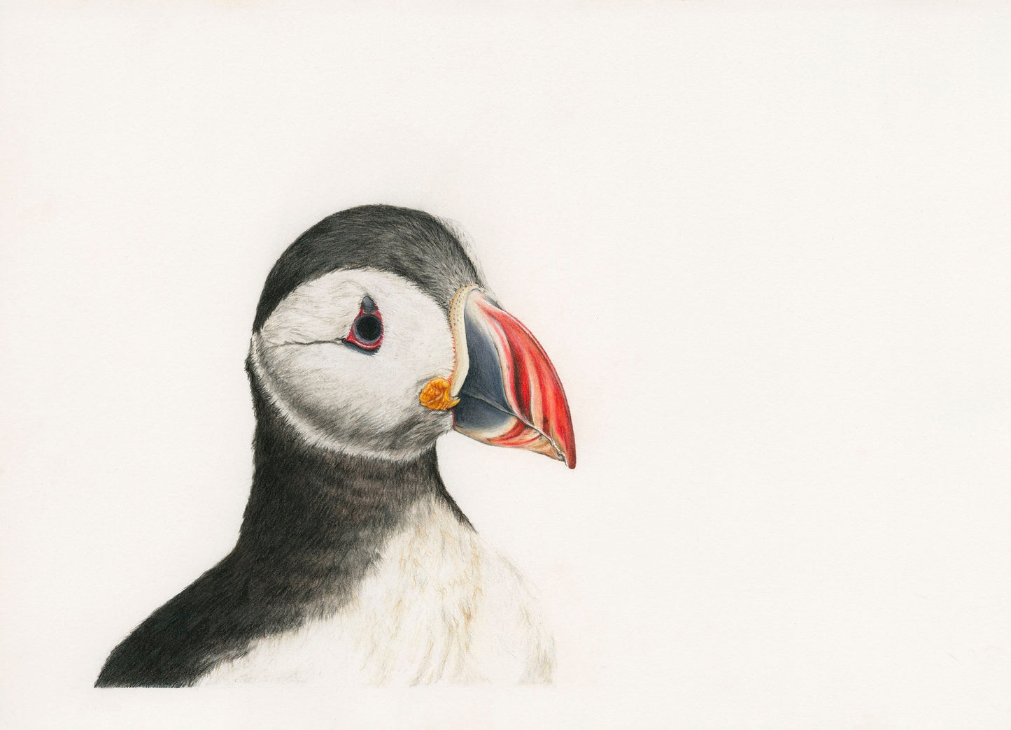 Birds - Percy - The Puffin Print