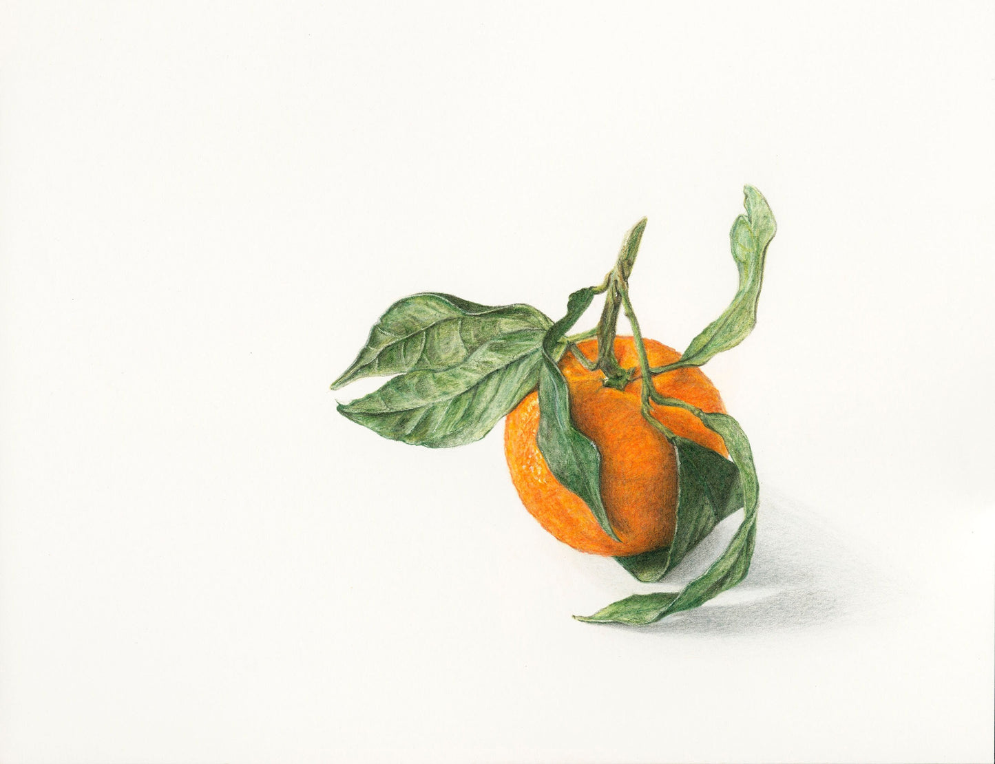 Fruit - l'Orange - The Orange Fruit Print