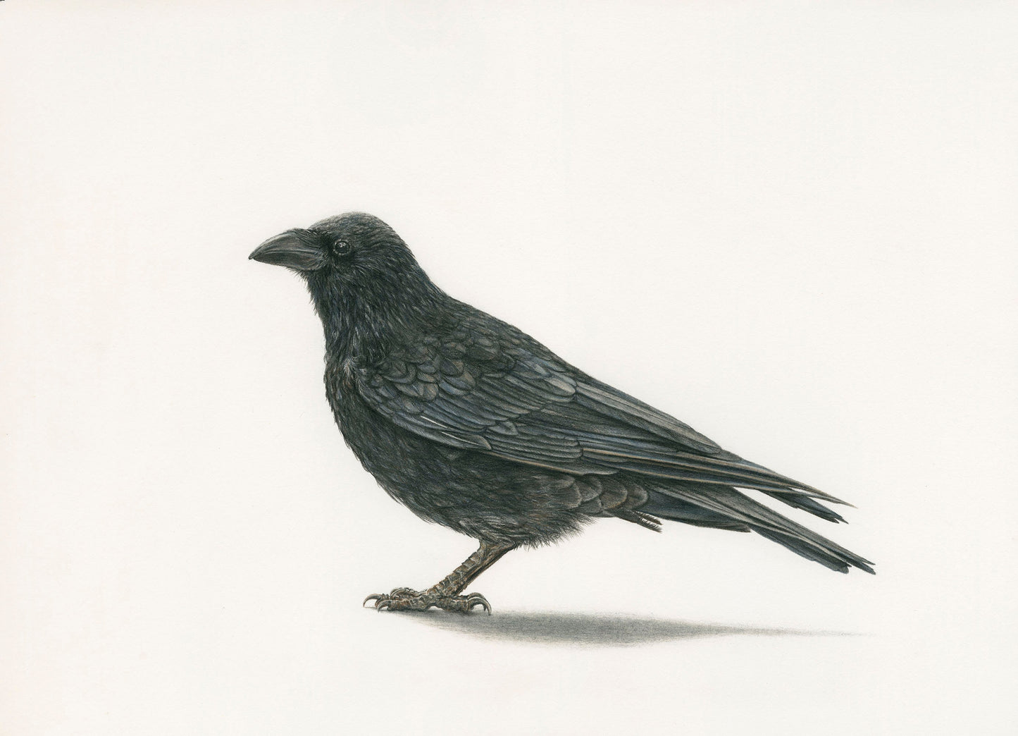 Birds - Munin - The Raven Print