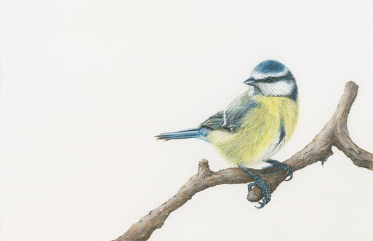 Birds - Bluey Bird - Blue Tit Print