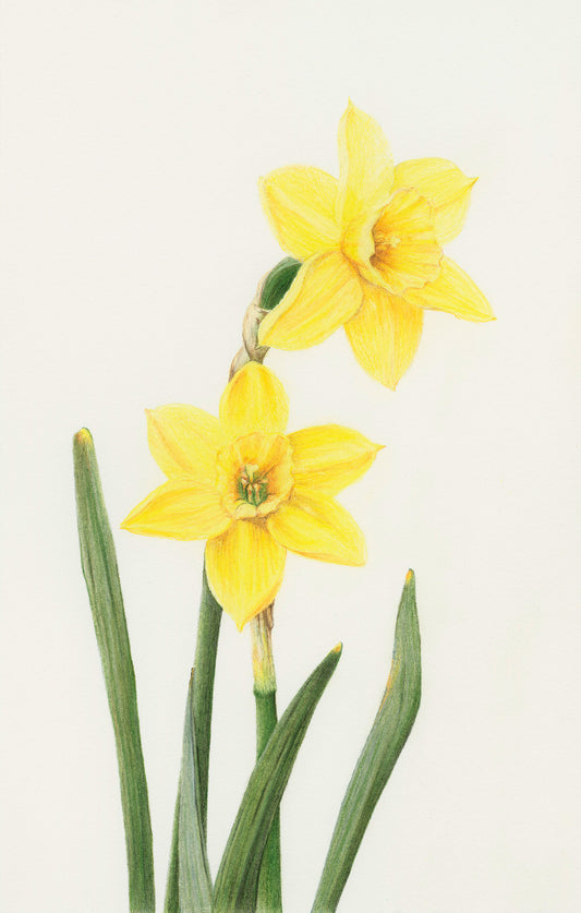 Flora - Spring - The Daffodil Print