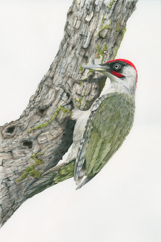 Birds - Mr Vert - The Green Woodpecker
