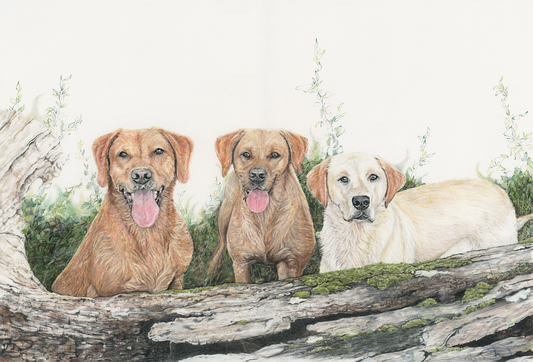 Dogs - Labradors x 3 Portrait Print