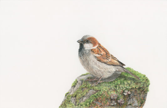 Birds - Jack Sparrow