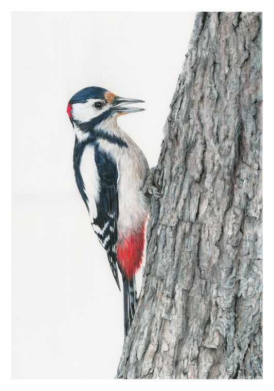 Birds - Woody - The Woodpecker