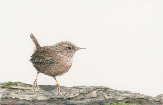 Birds - Wren Print