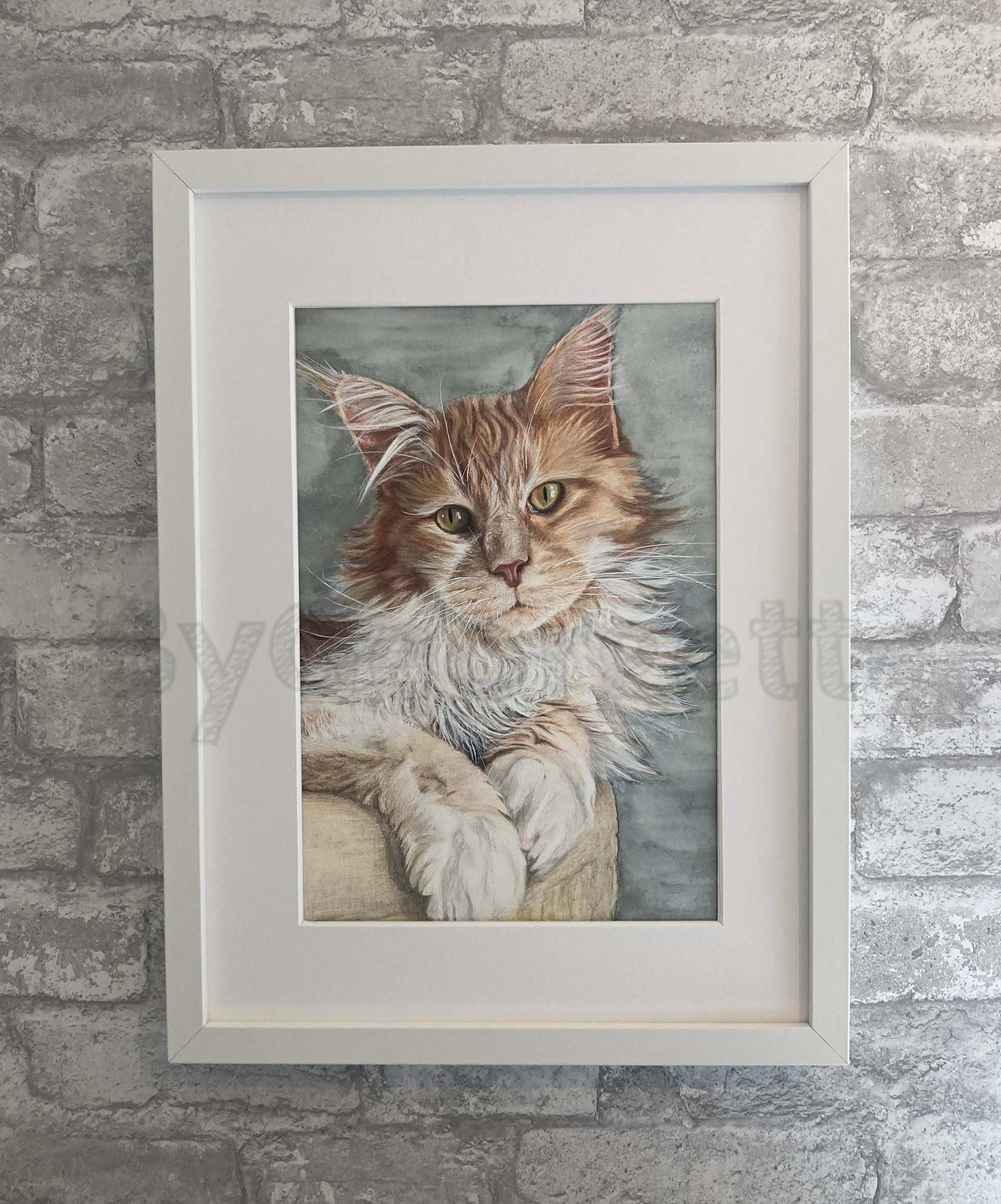 Cosy Cat - Portrait Print of a Majestic Maine Coon Cat