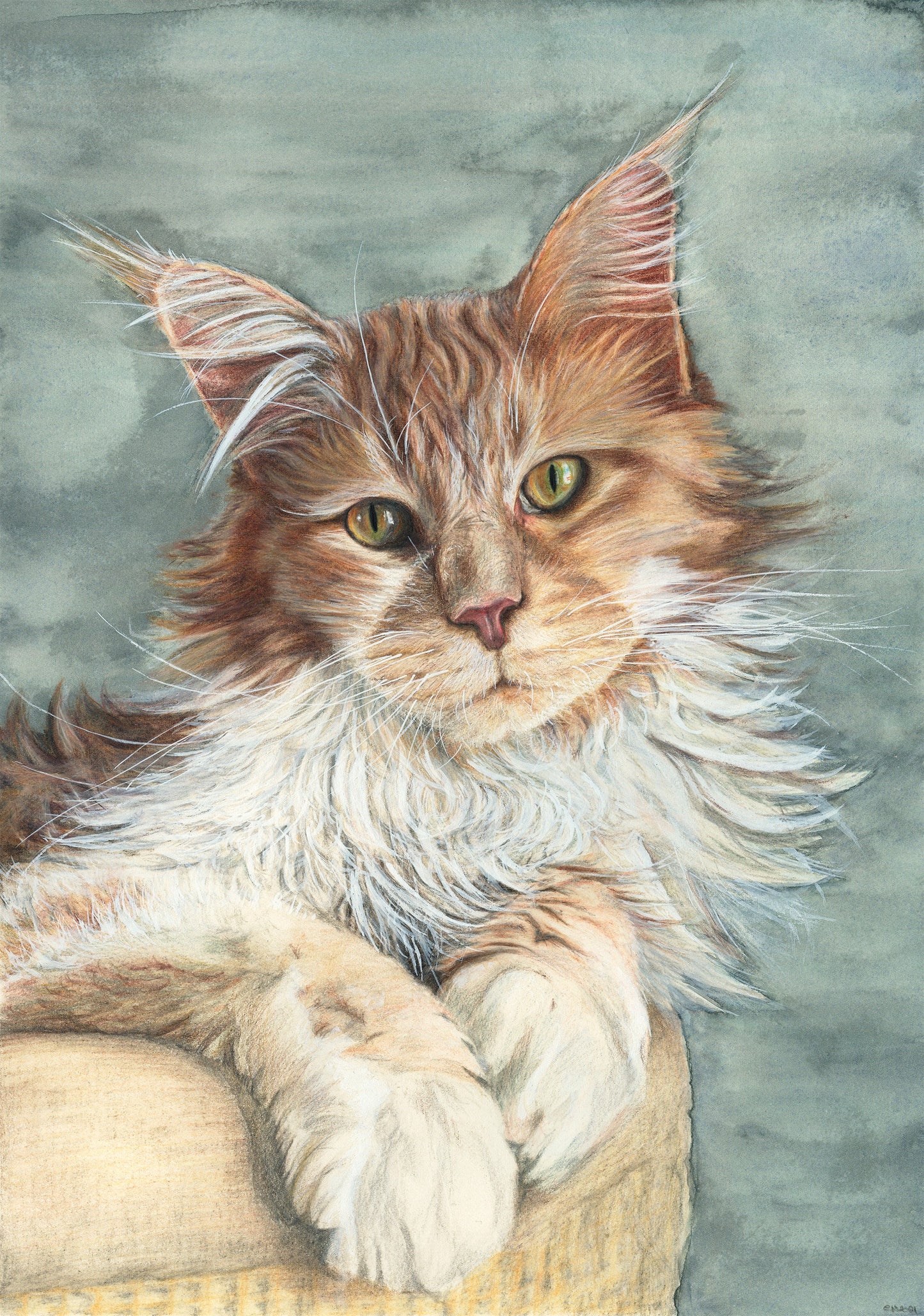 Cosy Cat - Portrait Print of a Majestic Maine Coon Cat