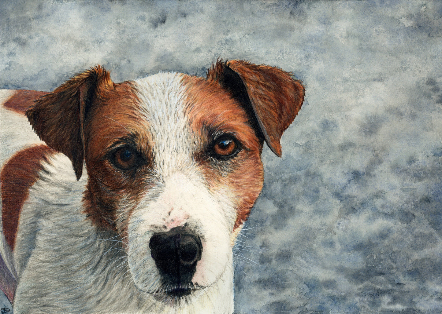 Jack - Dog Portrait - Jack Russel