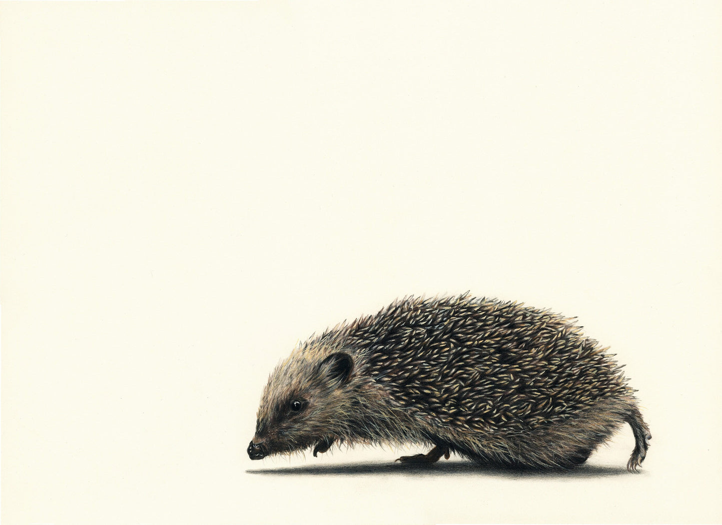 Spike - Hedgehog Print