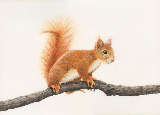 McNutty - The Red Squirrel Print