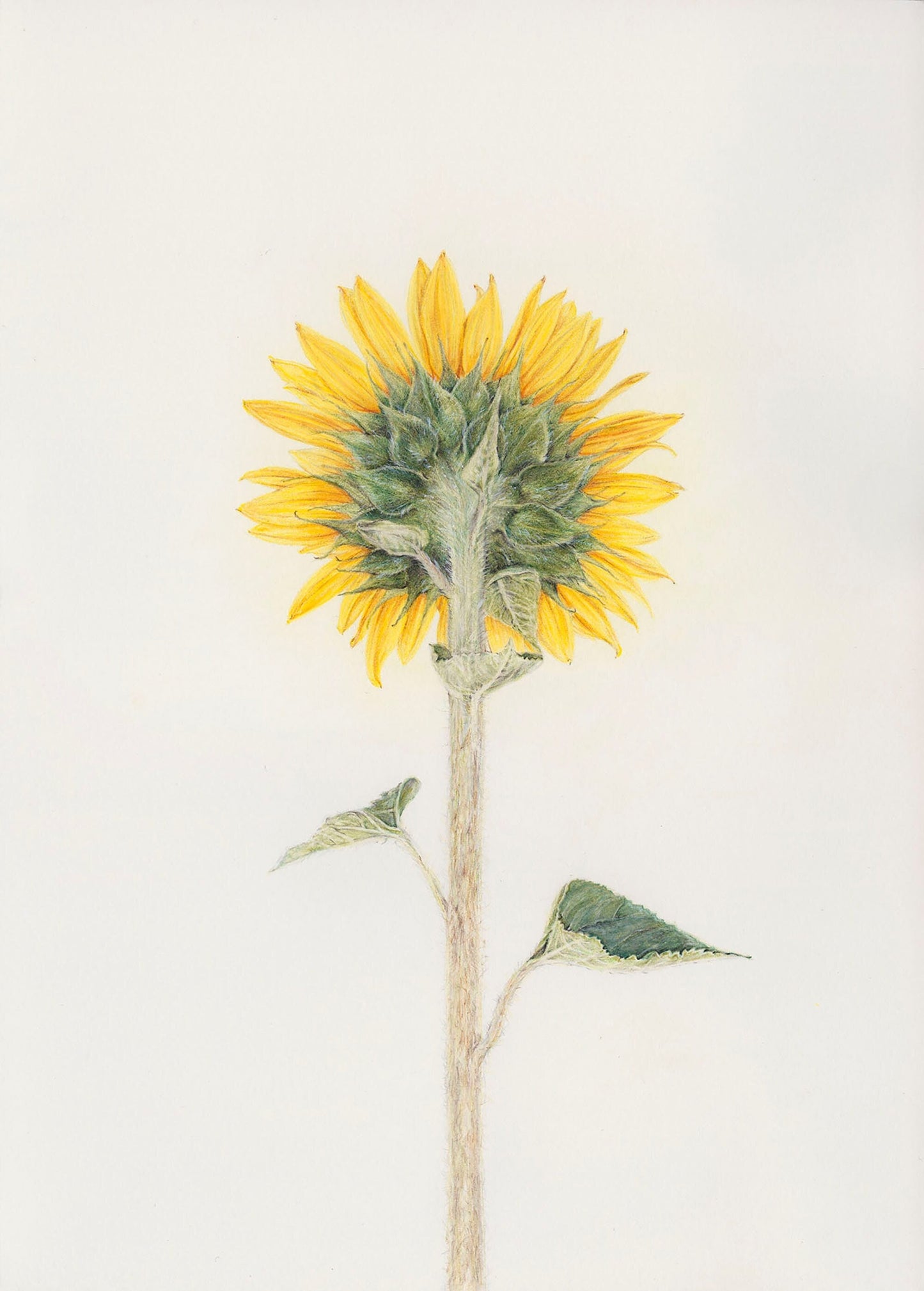 Shy - The Sunflower Print