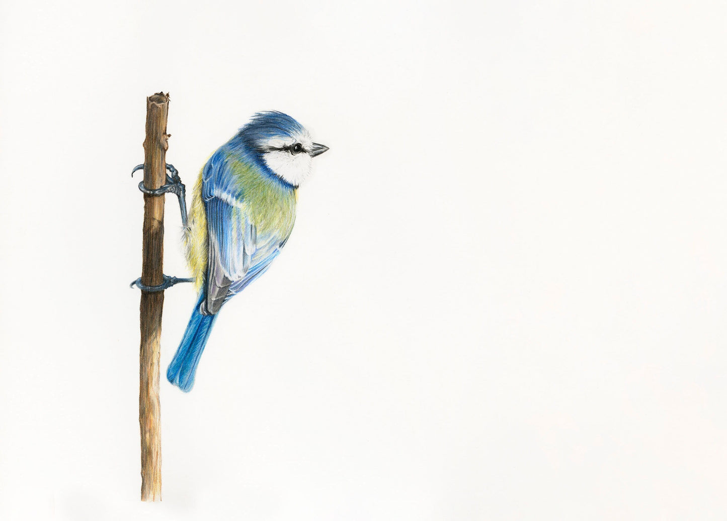 Cyanistes - Blue Tit Print