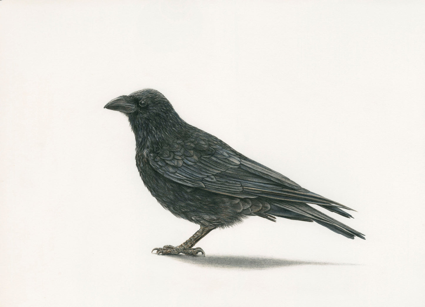 Munin - The Raven Print