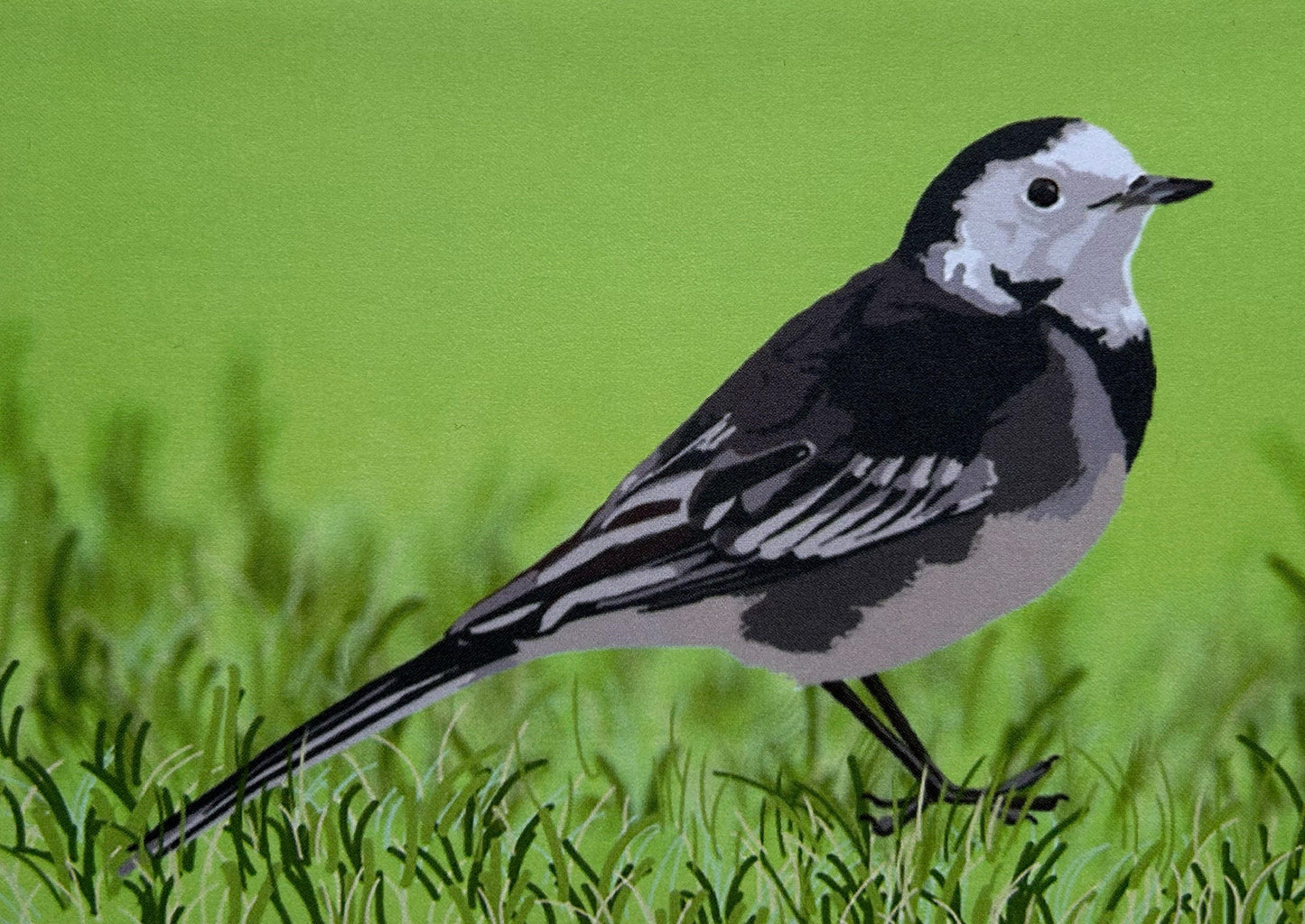 Piper - Occassion Card Pied Wagtail in the grass