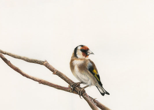 Goldie - Goldfinch Print