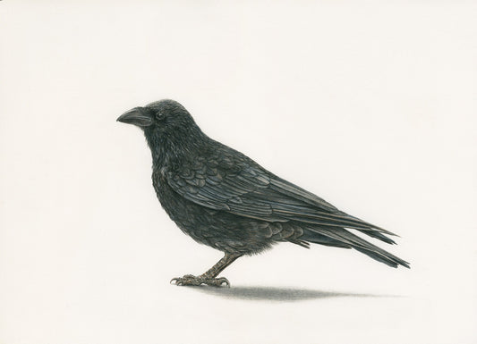 Original Pencil Drawing - Munin The Raven