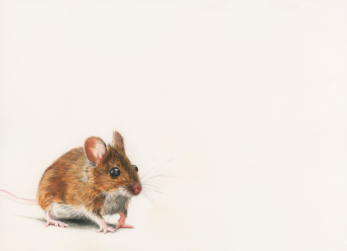 Original Pencil Drawing - Squeak The Mouse