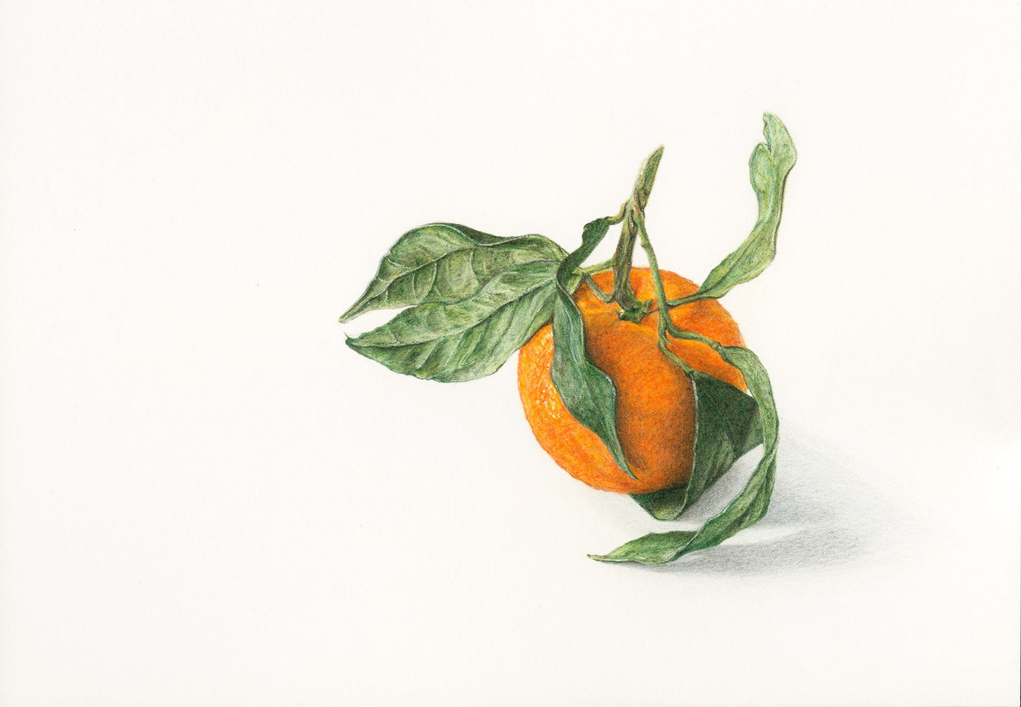 Original Pencil Drawing - l’Orange