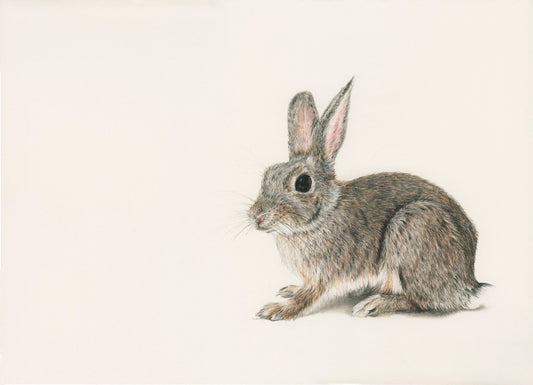 Original Pencil Drawing - Harvey The Rabbit