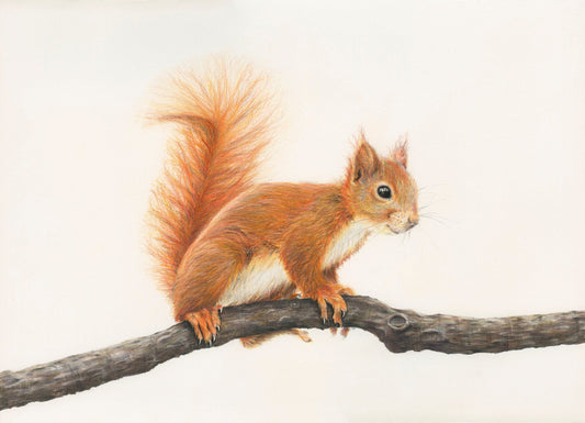 Original Pencil Drawing - McNutty The Red Squirrel