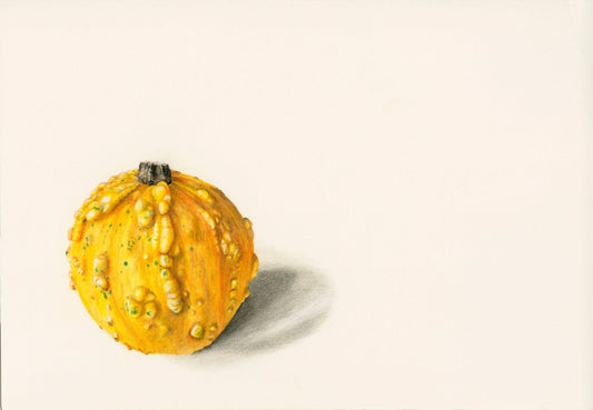 Original Pencil Drawing - Squishy The Squash