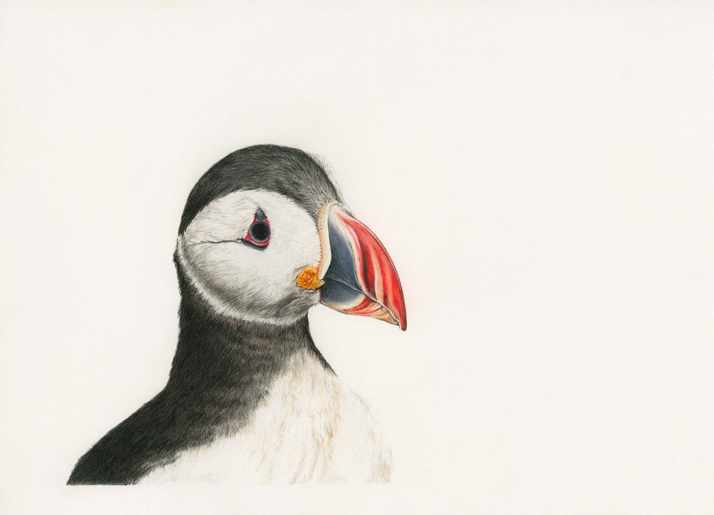 Original Pencil Drawing - Percy The Puffin